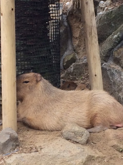 産まれたばかりの赤ちゃんが母カピバラのうしろに隠れています。