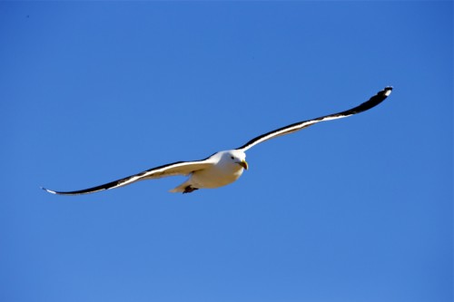 _KK58907