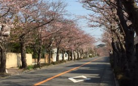 鎌倉ハイランドの桜並木はまだ咲き始めでした