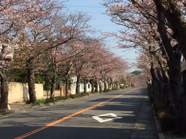 鎌倉ハイランドの桜並木はまだ咲き始めでした