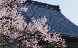 桜とお寺w
