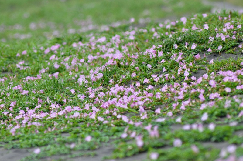 th_DSC_6922