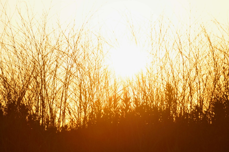 th_DSC_7382