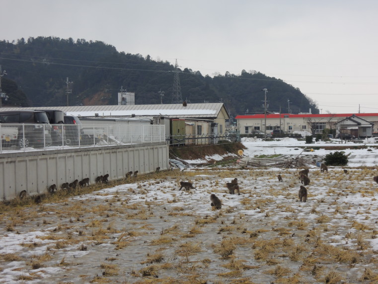 (サーフポイント周辺の田んぼにいた野生のサル)