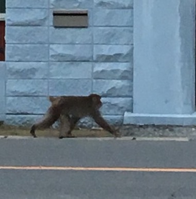 玄関開けたら2秒で猿(笑) 