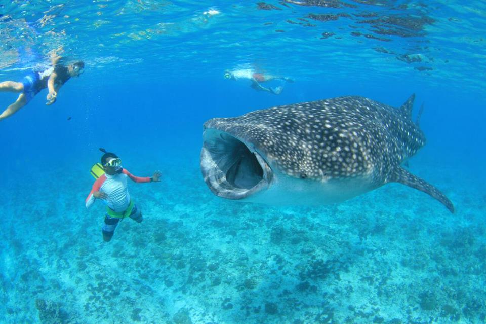 ジンベイザメに食べられる Yuki のウラナミ 波伝説 ニュース