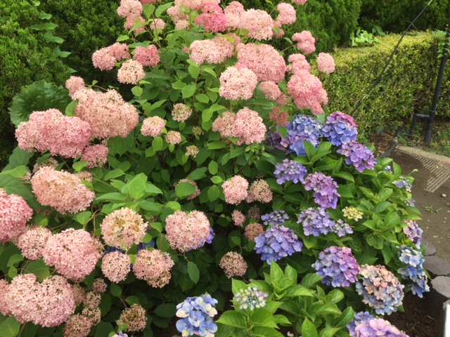 アジサイ自体は派手な花ではありませんが、満開となると見ごたえがあります