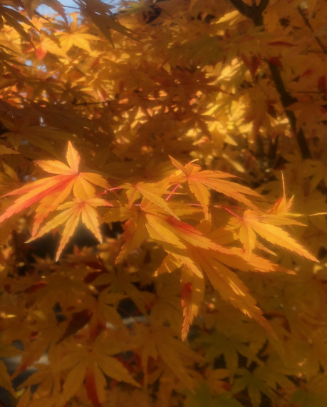 秋田県の美しい紅葉はきれいな黄色の葉が多いのが特徴的です