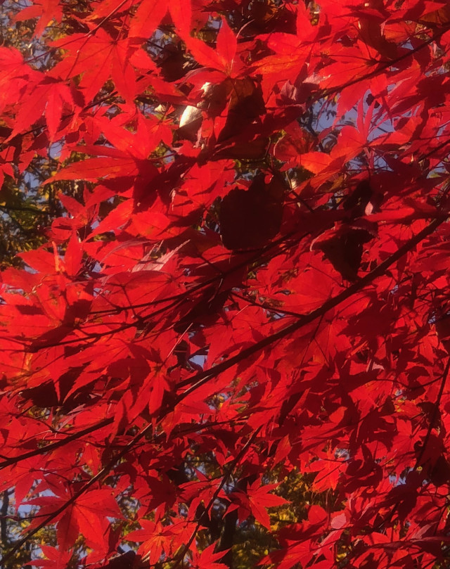 角館の紅葉1