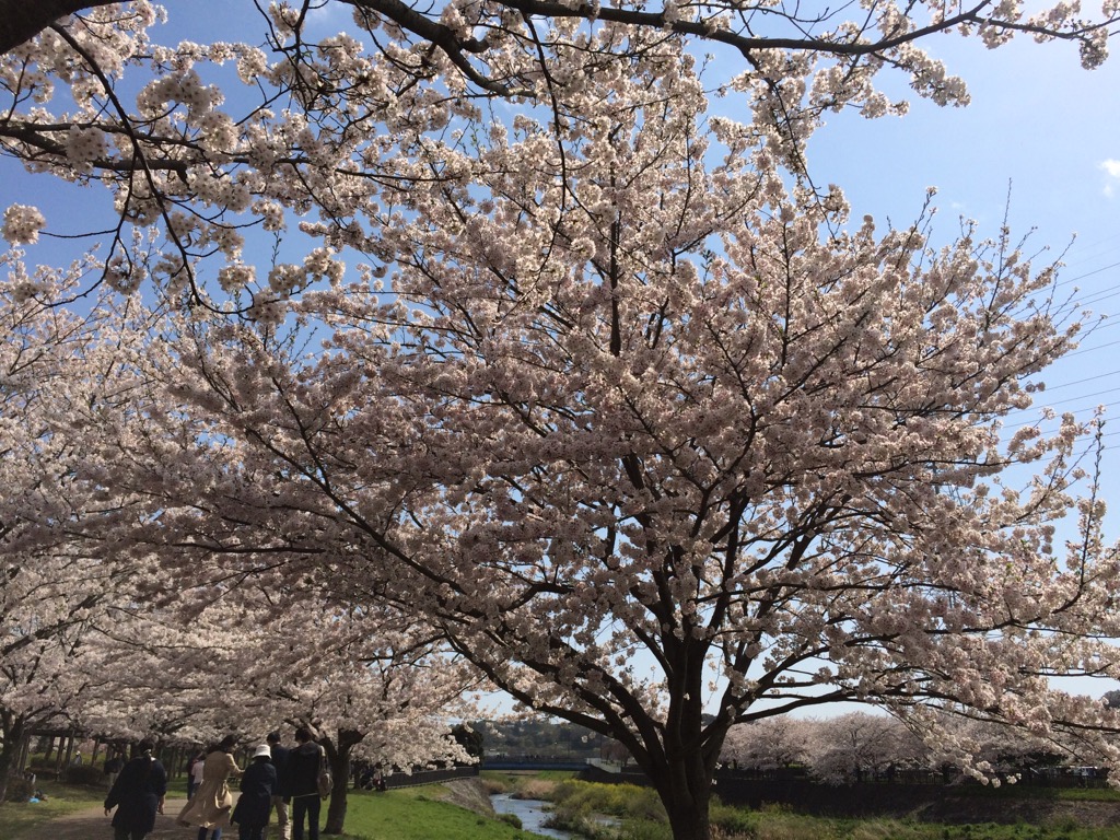 sakura