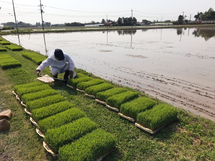 育苗箱に苗取りボードを差し込む作業をする著者