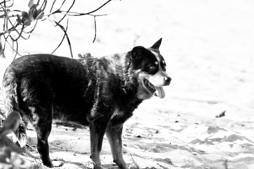 ロッキーをうろついていた野良犬。 森山大道さん風に。