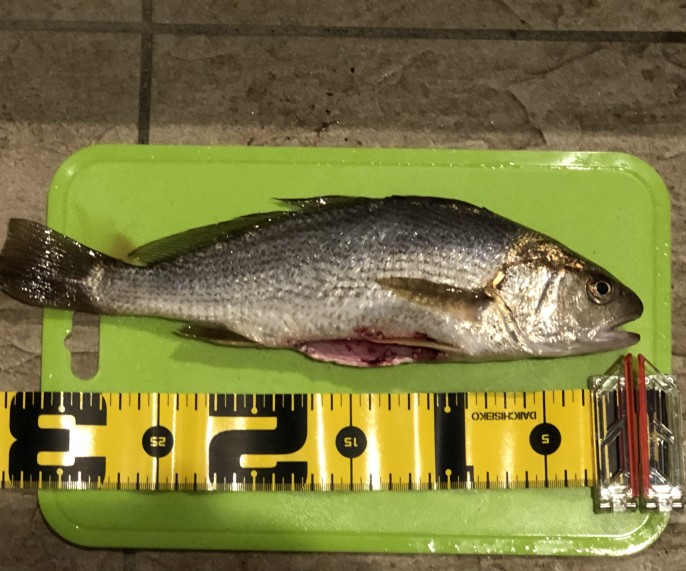 イシモチの自己最高記録34cm