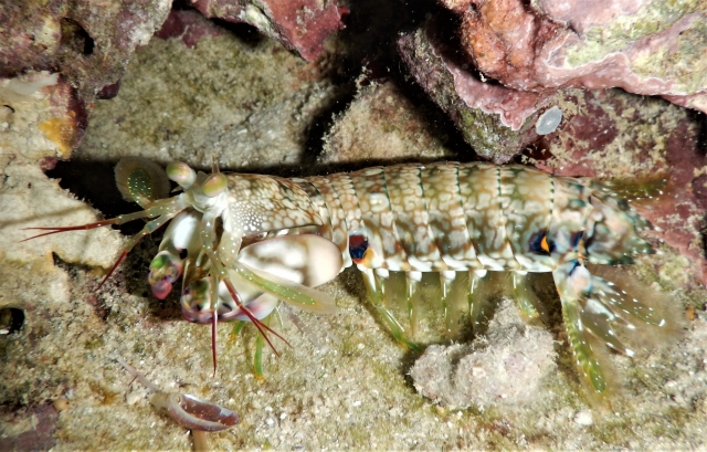 ナッカルビのウラナミ 光の波動を生み出すパンチ 波伝説 ニュース