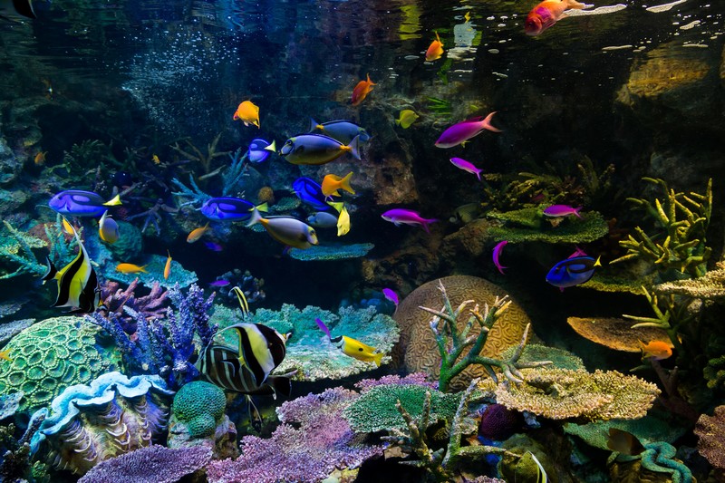 人工繁殖できていない海の熱帯魚の鑑賞は水族館で……