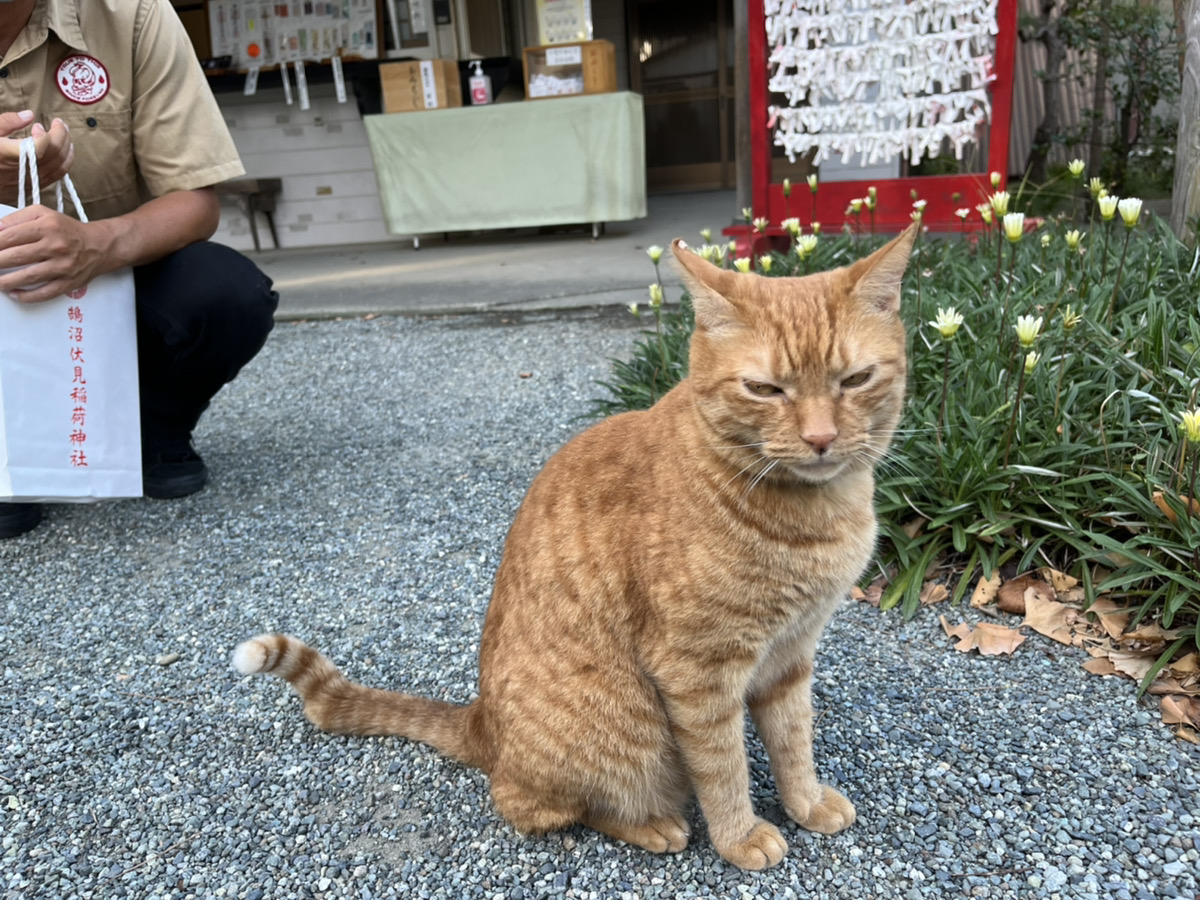 看板猫めぐり 鵠沼伏見稲荷神社 まっきーのウラナミ 波伝説 ニュース