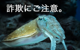 カンセツネズミがあらわれた もう まともにサーフィンできないの カンセツネズミがあらわれた もう まともにサーフィンできないの