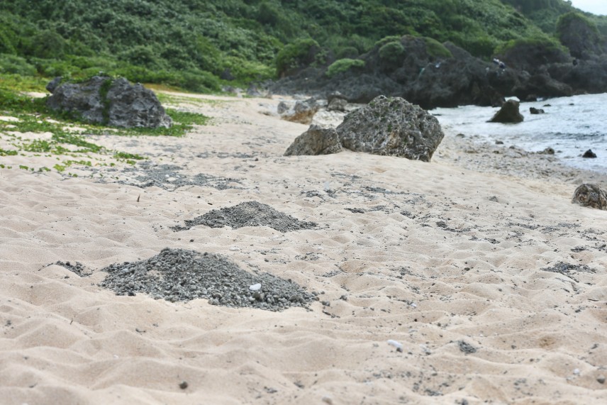 このビーチにも軽石が。