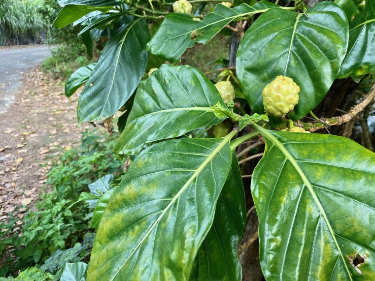 南国の植物の色が、 とても深く彩り鮮やかなのがいつも印象に残る。 自生。 力強く、逞しささえ感じる。 この瑞々しさが好きだ。