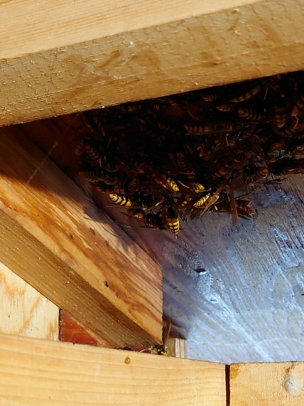 巣を作り始めたスズメバチの集団