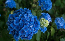 hydrangea-g6bdbbe399_1280