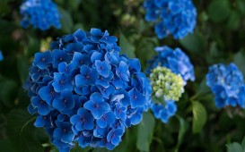 hydrangea-g6bdbbe399_1280