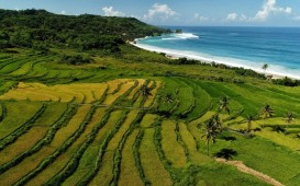 nihi rice terrace