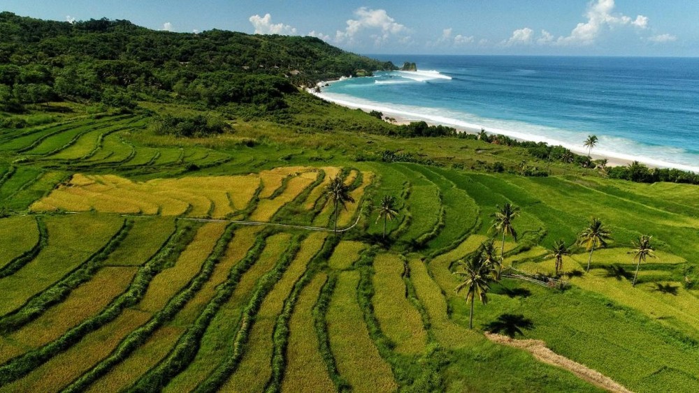 nihi rice terrace