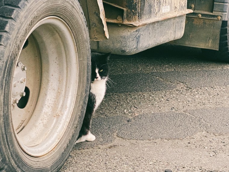 いまだに仲良くなれない猫