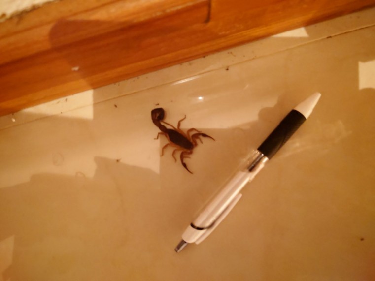 部屋の中に普通にいた毒のないサソリちゃん