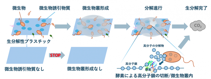 図: 海洋で生分解しにくい生分解性プラスチックの生分解性を向上させるための仕組み(引用元:群馬大学プレスリリース)