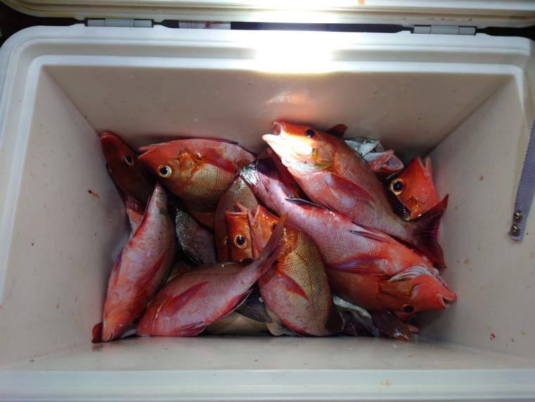 ある晩の夜釣りの釣果、タイの仲間だと思いますが翌日に美味しく頂きました