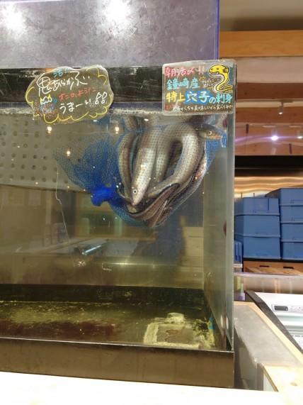 魚屋さんが営む居酒屋で飲みましたが、地元鐘崎産アナゴは刺身もいけるそう。どんな味なんだろう?
