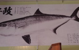 大口・二見ヶ浦を担当するTFサーフボードの平川さんは131.5cmのヒラマサをSUPで釣りました!!スゴすぎます!!!