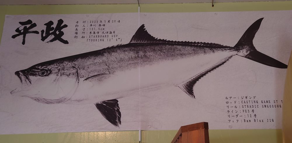 大口・二見ヶ浦を担当するTFサーフボードの平川さんは131.5cmのヒラマサをSUPで釣りました!!スゴすぎます!!!