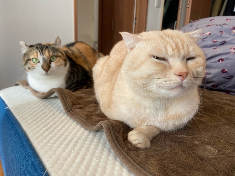 一緒にいてくれたのはこの子たちだけ(猫は人間のインフルエンザにはまず感染しません)