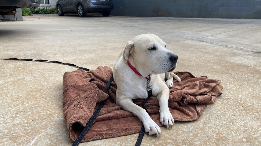ステイ先の愛犬「レイ」に挨拶して、朝の波チェックに。