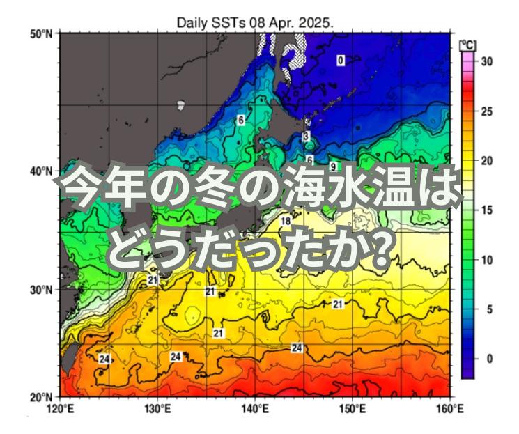 今年の冬の海水温は どうだったか？