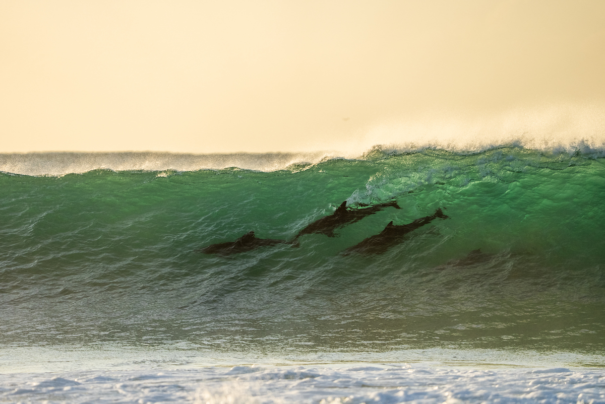 Corona Cero Open J-Bay