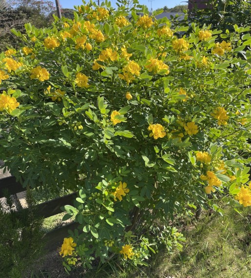 この時期の黄色い花「アンデスの乙女」