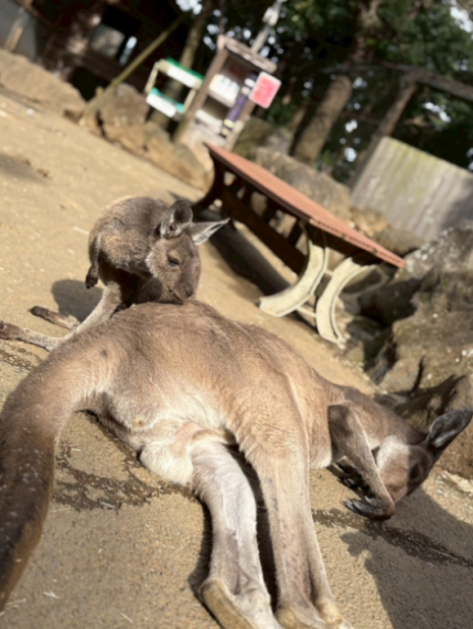 スクリーンショット 2025-11-24 143906