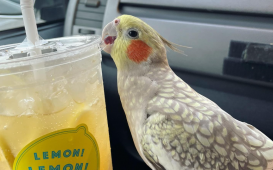 スクリーンショット 2025-12-24 121232