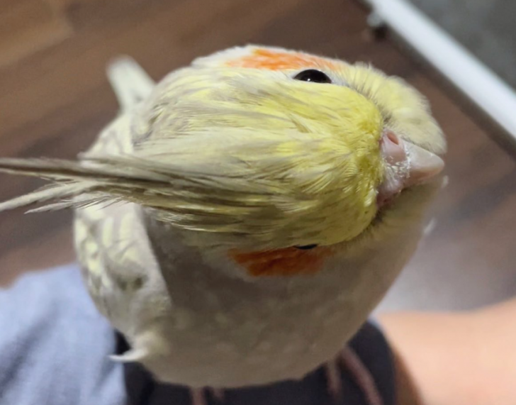 スクリーンショット 2025-12-24 121558