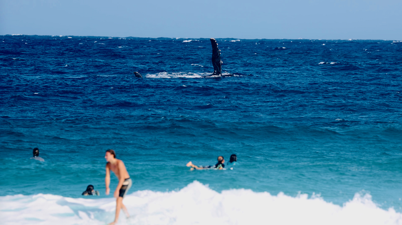 スクリーンショット 2026-02-17 6.50.19