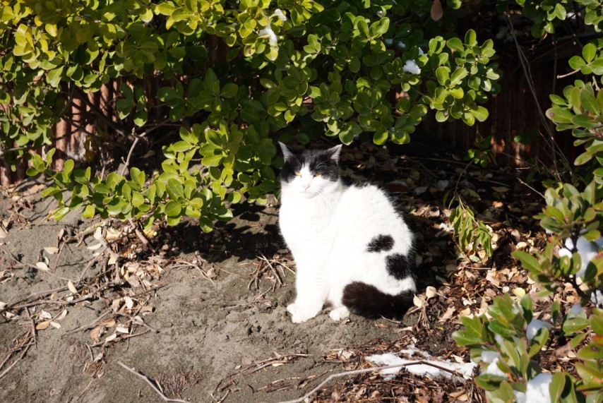 相変わらずのふてぶてしい表情。(懐いてはくれない) 猫たちも会員制のようです。