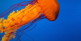 jellyfish-918694_1280-856x257
