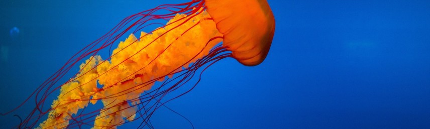 jellyfish-918694_1280-856x257