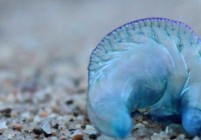 blue-bottle-577043_1920-856x257