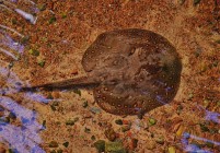 ray-stingray-610617_640