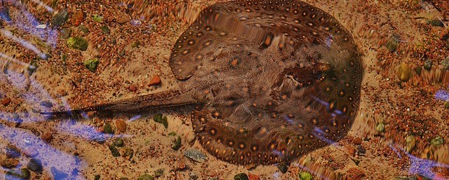 ray-stingray-610617_640
